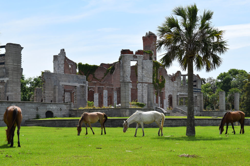 cumberland_island_georgia