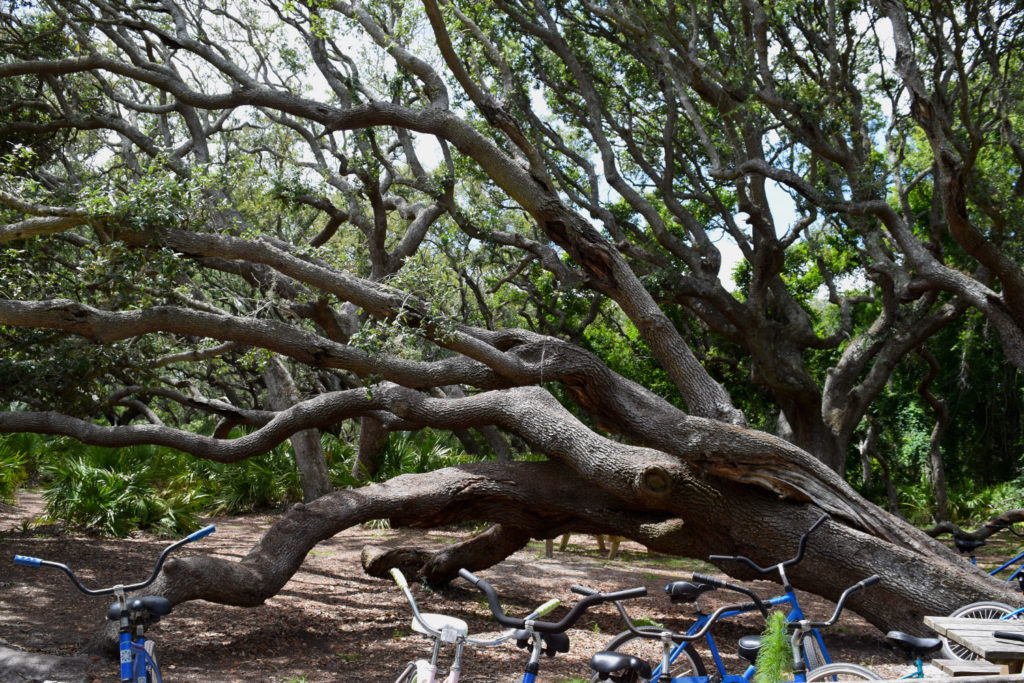 cumberland_island_georgia_tree