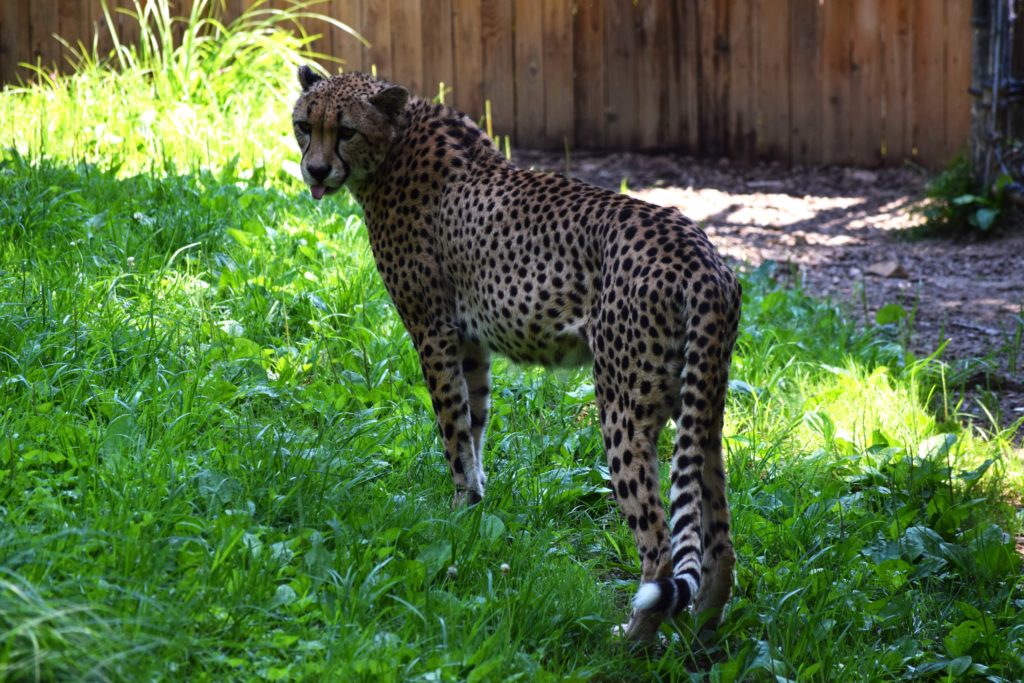 smithsonian_national_zoological_park_cheetah_washington_dc