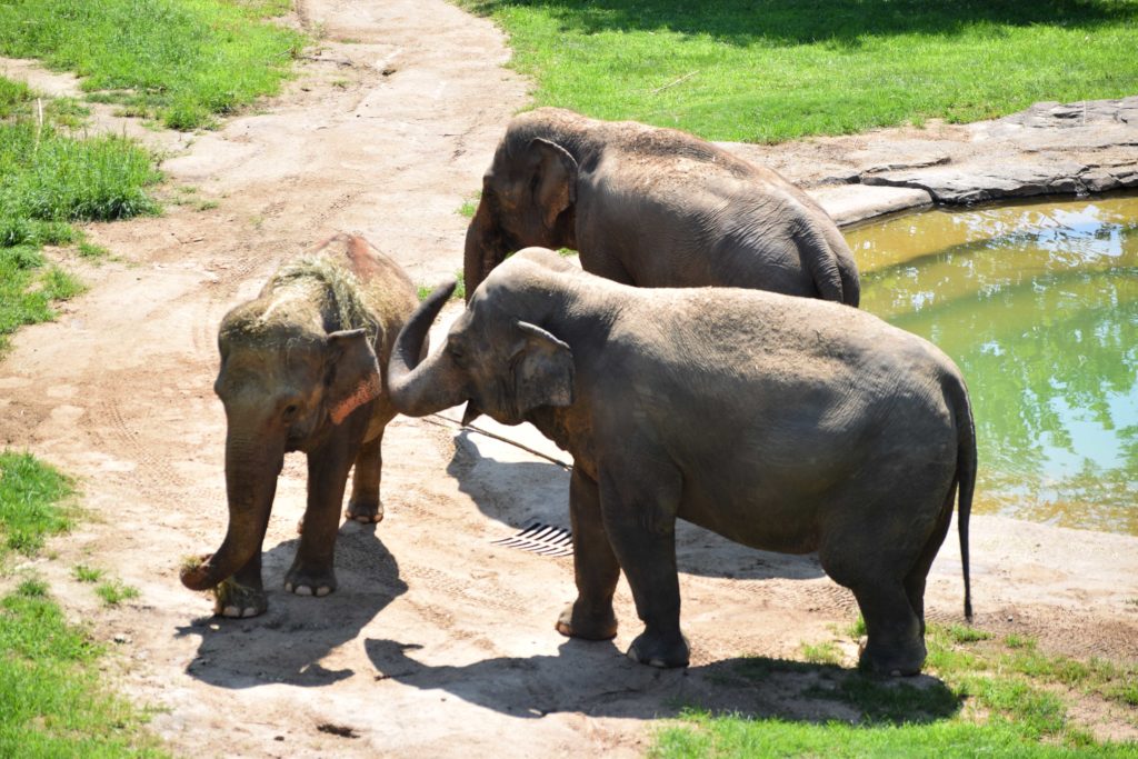 smithsonian_national_zoological_park_elephants_washington_dc