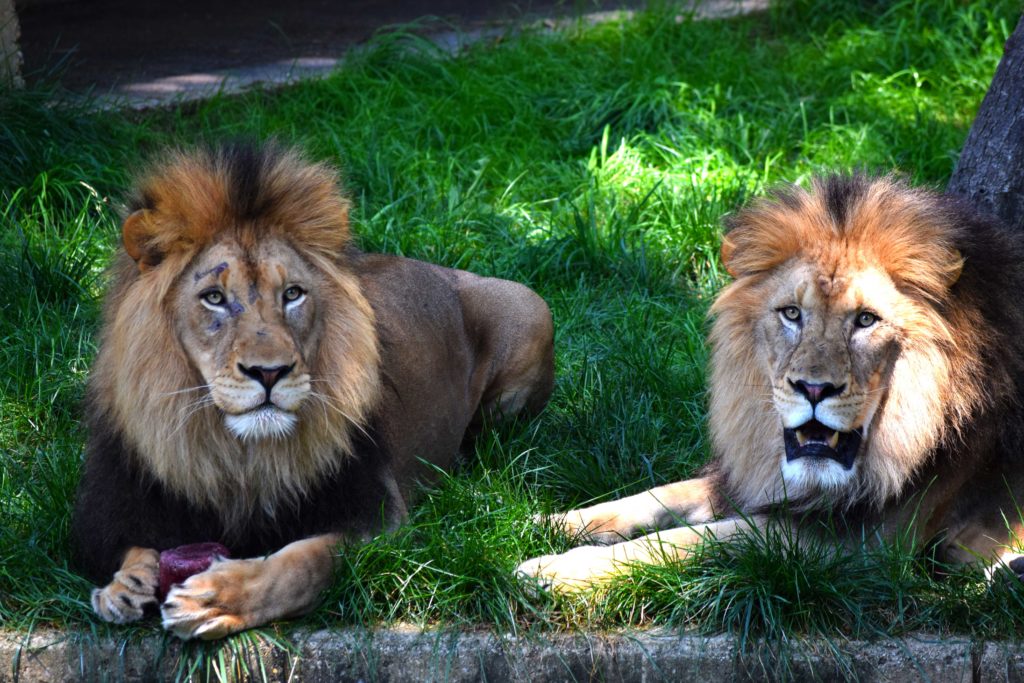 smithsonian_national_zoological_park_lions_washington_dc